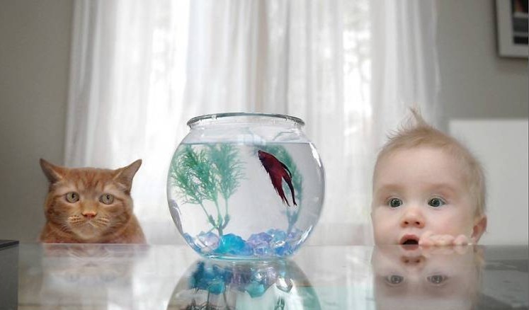 cat & kid look at fish